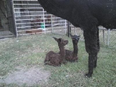 Twins born 29/01/2009