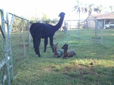 The Twins family 8am 31.01.2009