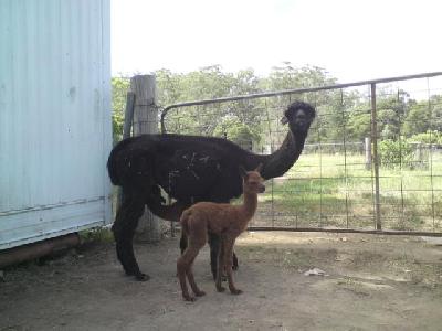 You have a drink No.1 and I'll keep a lookout. 31.1