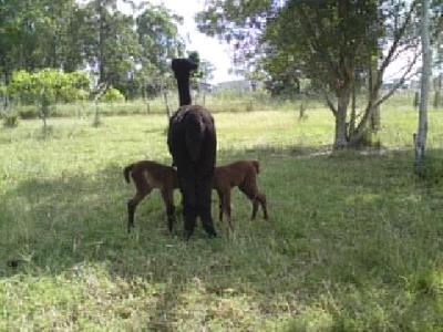 No2 on Left & No.1 on Right 4.20pm 31.01.2009