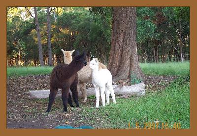 Incamon Dilen;Delassia;Dimaya