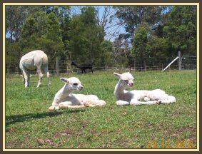 I can do the same as you