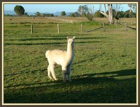 What are you looking at me for?