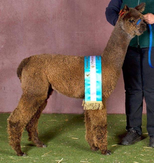 Classic Yaringa Lord Montgomery