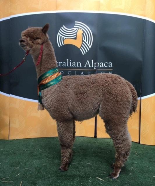 Yenaminut Lunar Light