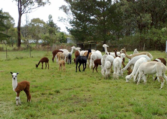 alpacas for sale